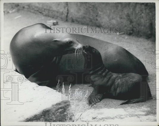 1959 Press Photo Mother Tiny" & Her New Baby Sea-Lion At The London Zoo" - Historic Images