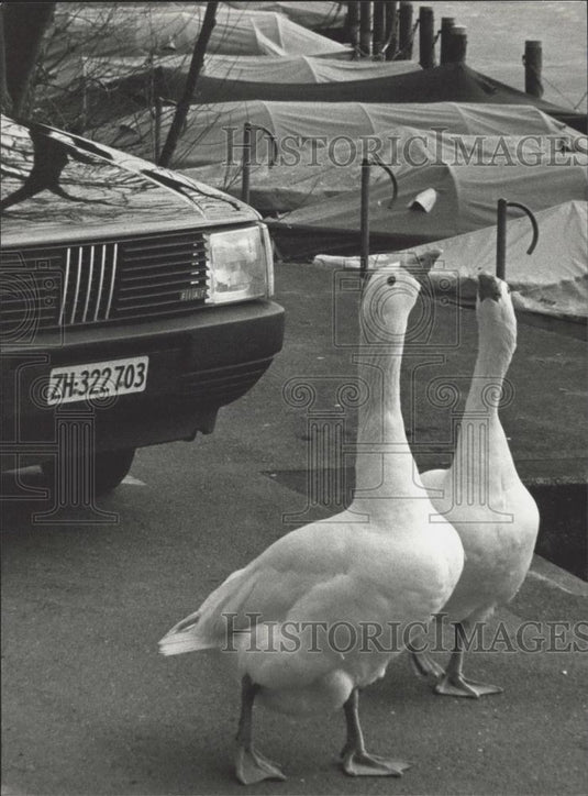 1991 Press Photo Couple of Geese Waddle Off to Lakeside in Zurich - Historic Images