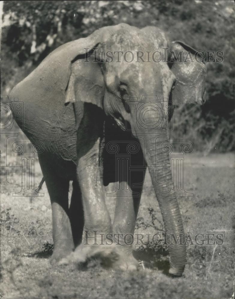 Press Photo Pregnant Elephant at the Yala National Park - Historic Images