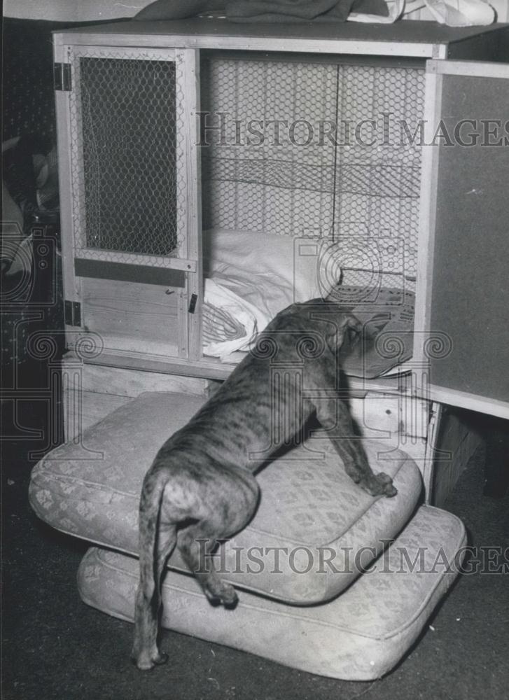 Press Photo Dog Gets Ready For Bed - Historic Images