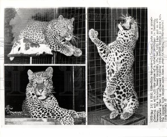 1957 Press Photo Leopard Veteran Performer Hamburg - Historic Images