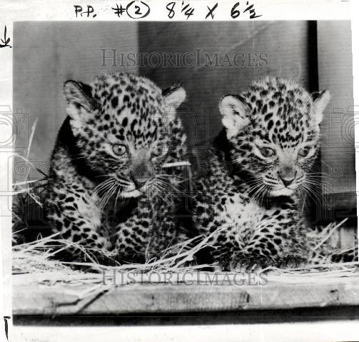 1954 Press Photo Photographers Leopards Zoo Punch Judy - Historic Images