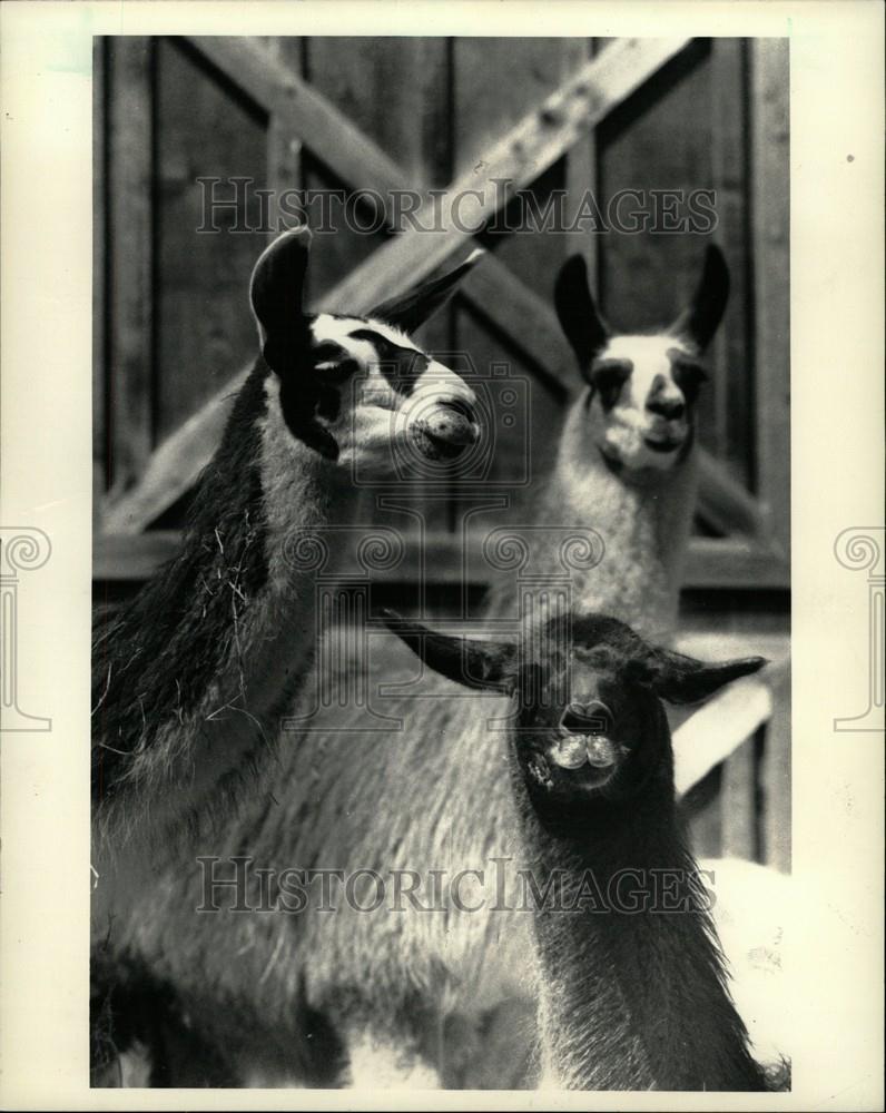 1987 Press Photo 67 llamas farm largest in Michigan - Historic Images