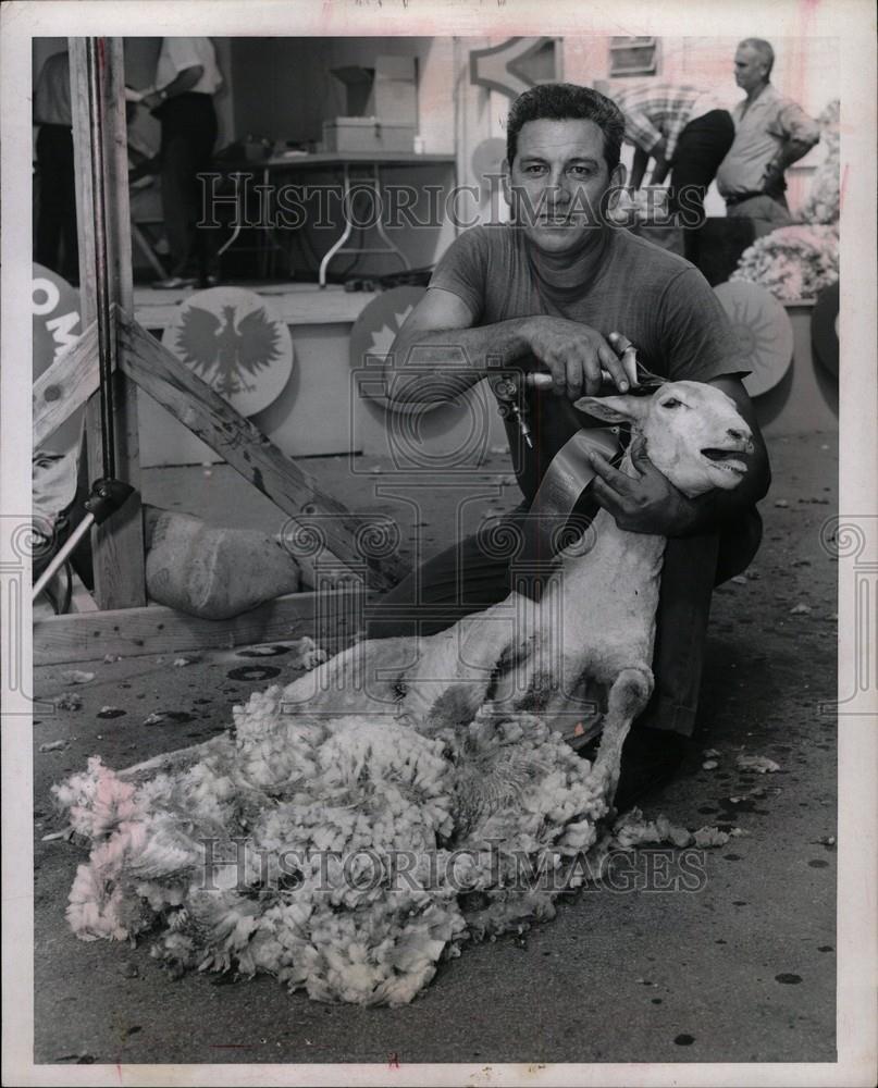 1967 Press Photo Michigan Stair Fair Sheep Shear - Historic Images