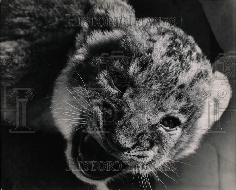 1965 Press Photo Life fascinating three weeks old - Historic Images