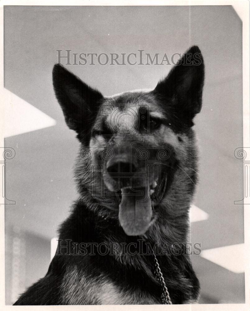 1967 Press Photo Nemo German Shepard Victorian Hero - Historic Images