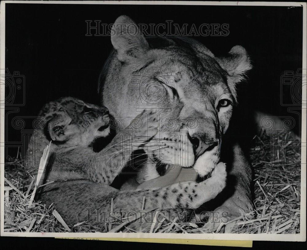 1981 Press Photo Lion, Namibian game - Historic Images