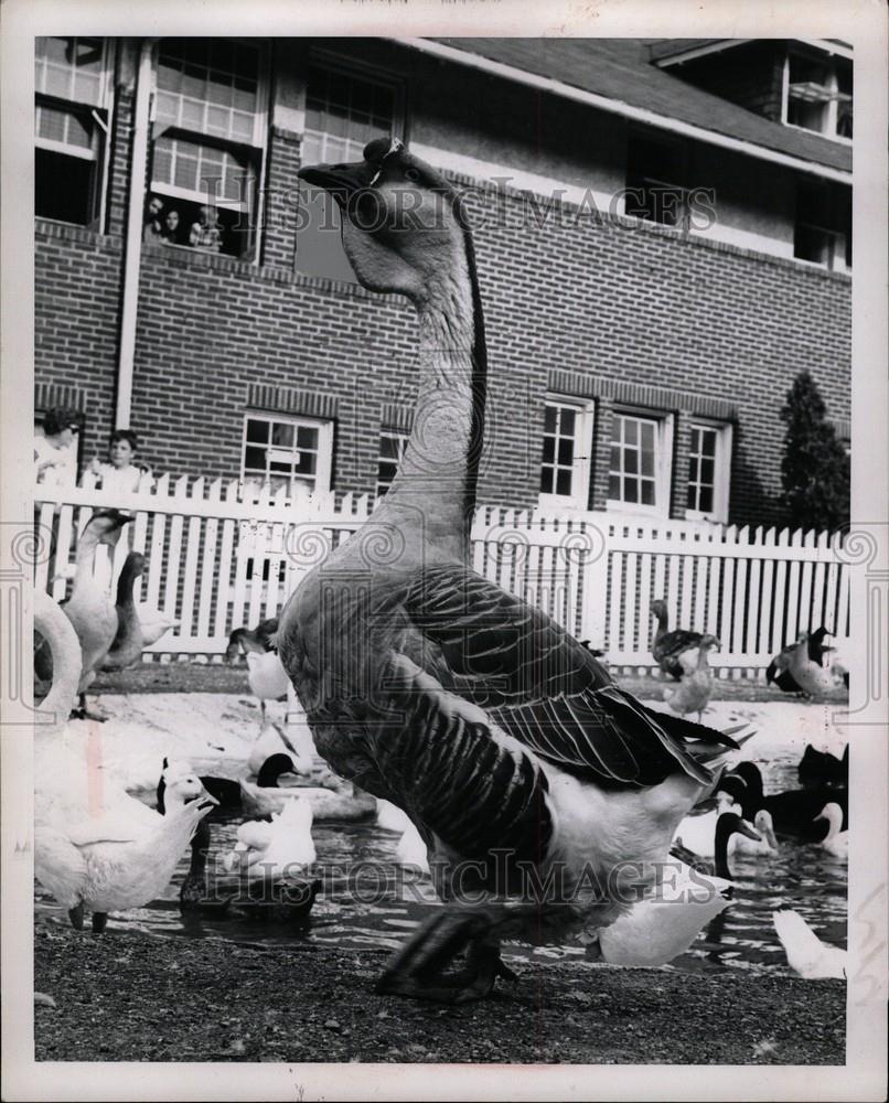 1967 Press Photo Mich. State fair - Historic Images