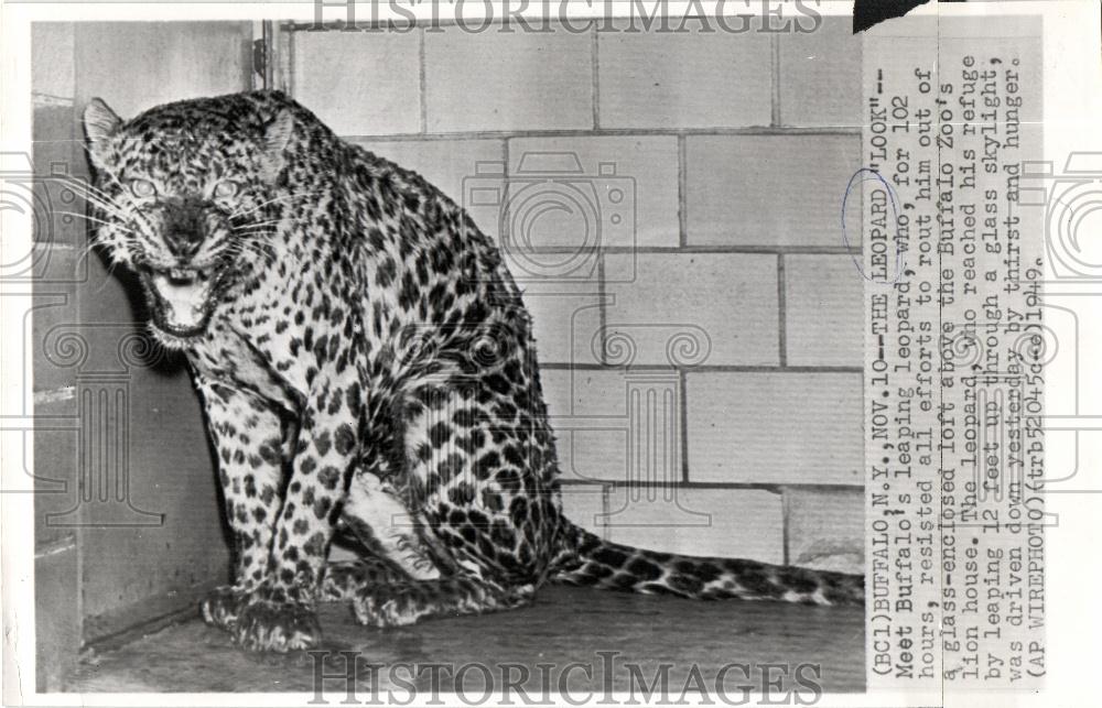 1949 Press Photo leopard buffalo zoo animal photo - Historic Images