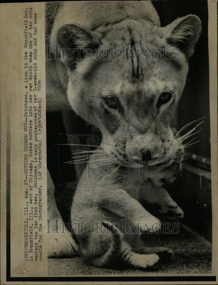 Press Photo lion - Historic Images