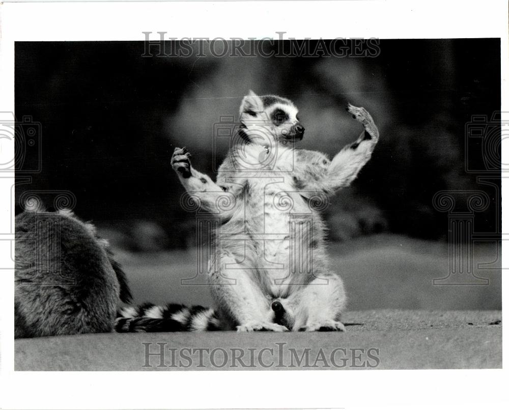 1986 Press Photo Ring-Tailed Lemur Detroit Zoo Animal - Historic Images