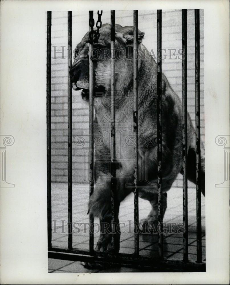 1972 Press Photo Lion Detroit Zoo Elsa Mother Cubs - Historic Images