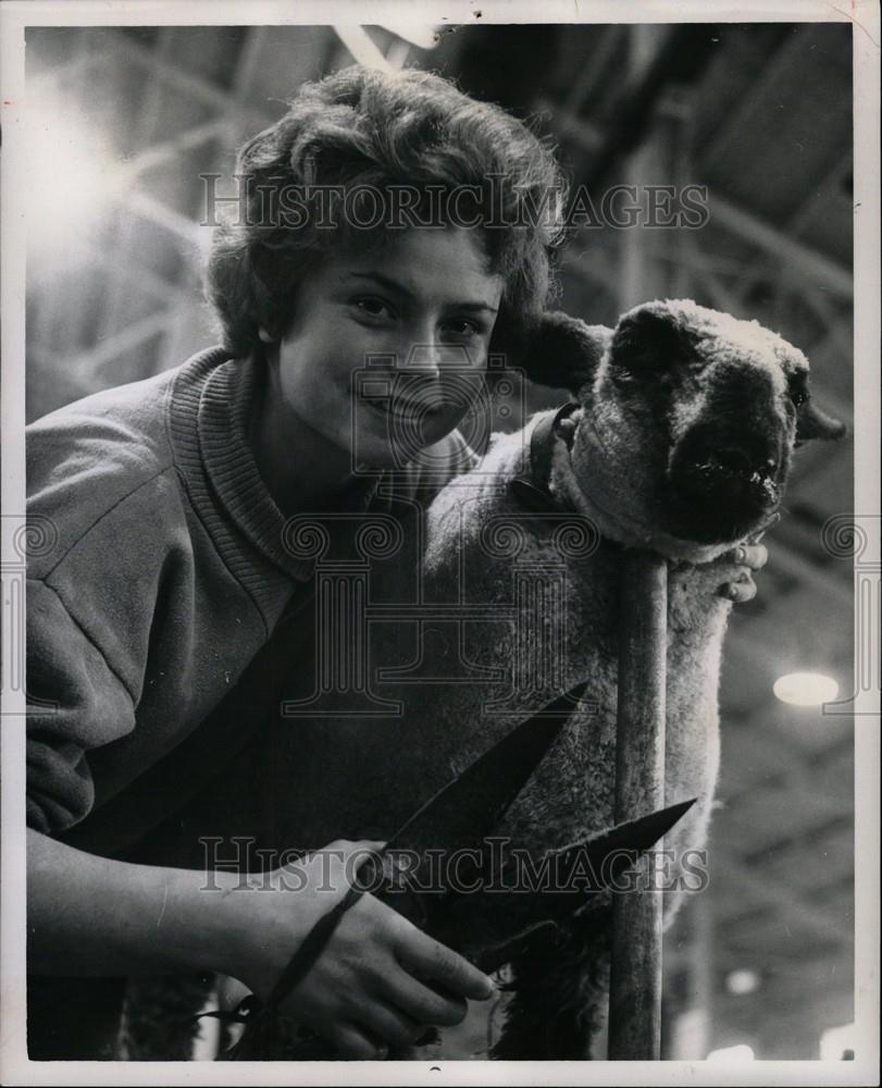 1981 Press Photo Fair Sheep Shearing - Historic Images