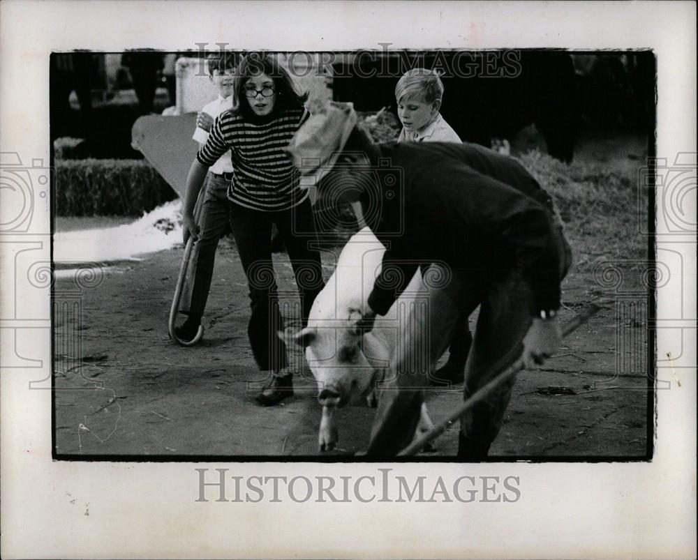 1970 Press Photo livestock farming pigs - Historic Images