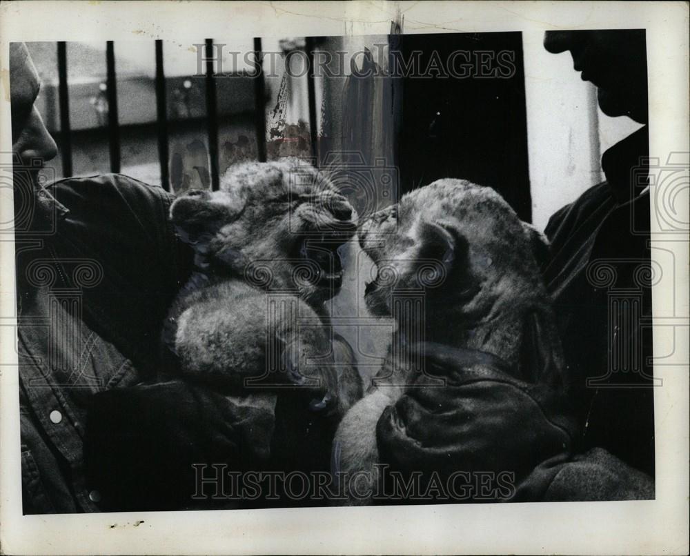 1972 Press Photo Lion member of the family Felidae - Historic Images