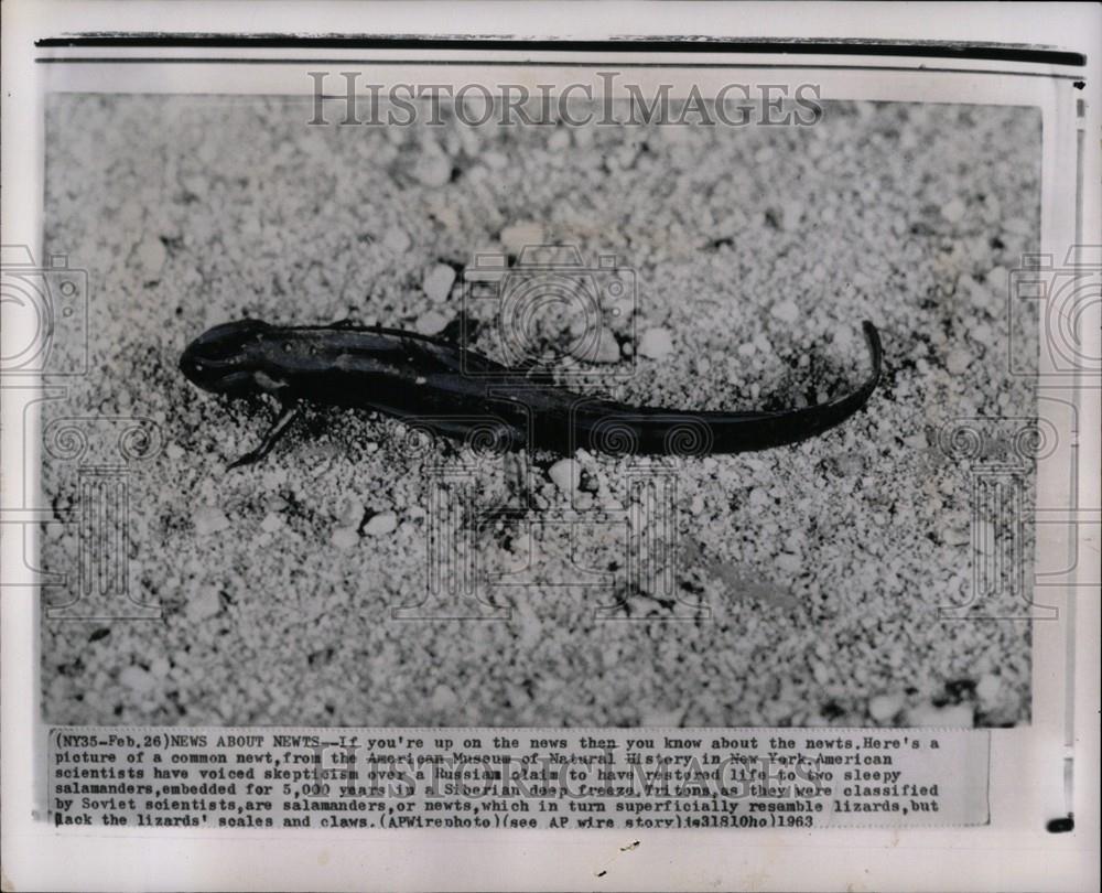 1963 Press Photo Lizard Squamate Reptiles 3800 Species - Historic Images