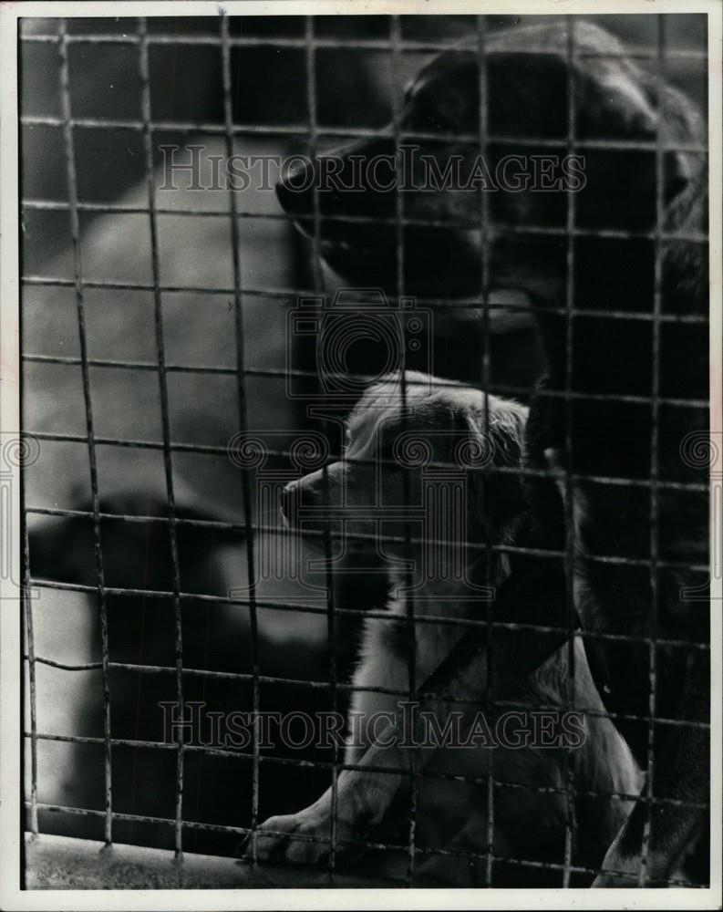 1982 Press Photo Michigan Humane Society shelter dogs - Historic Images