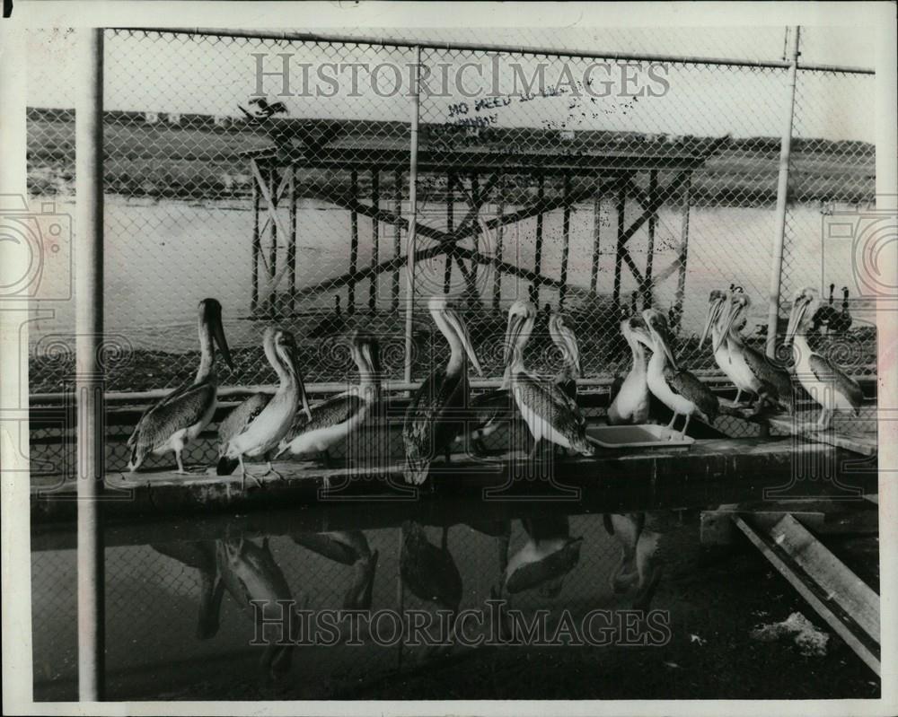 1977 Press Photo Louisiana brown pelican repopulate - Historic Images