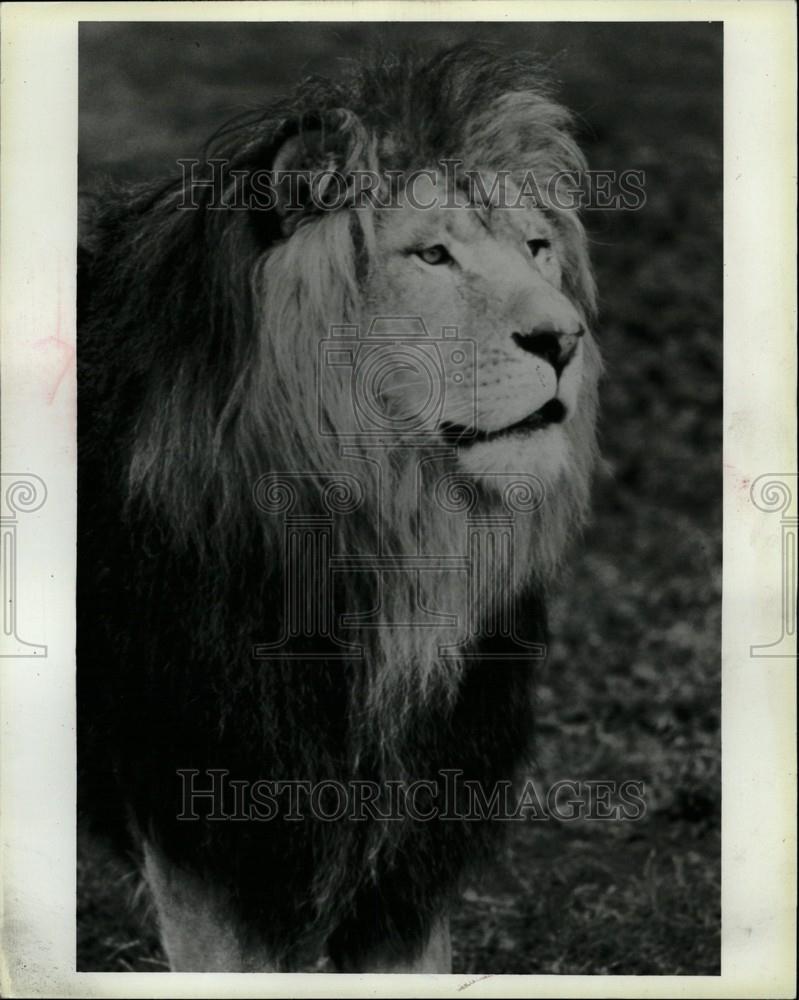 1998 Press Photo African Lion Detroit Zoo - Historic Images