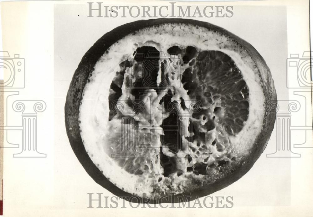 Press Photo Florida orange fruit fly - Historic Images