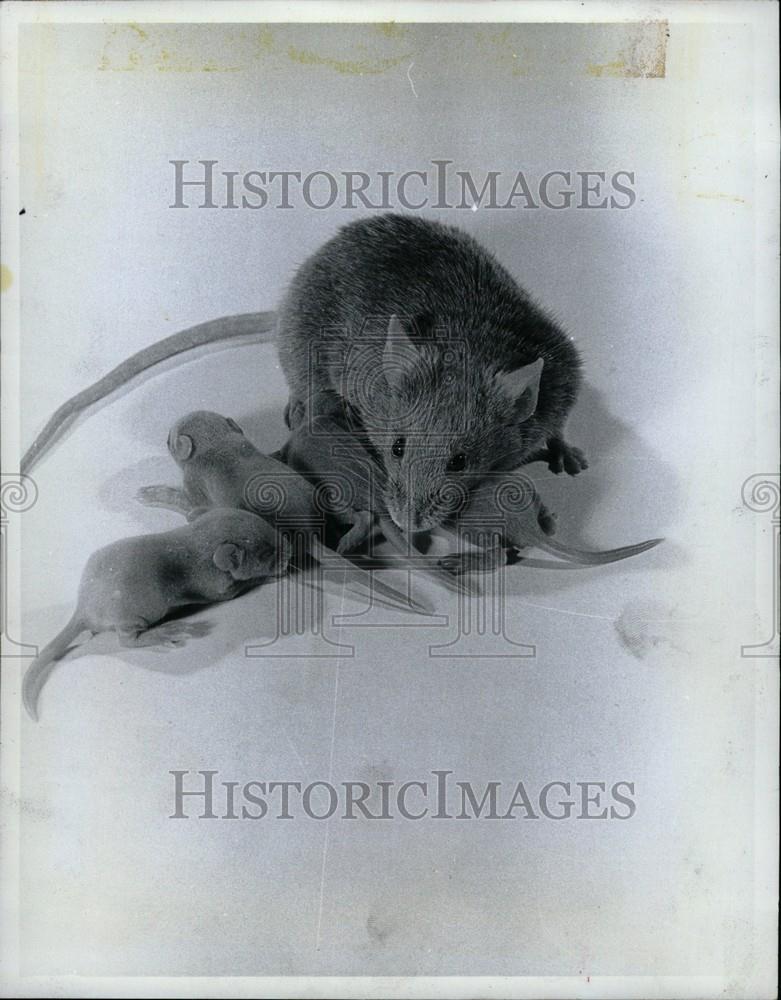 1980 Press Photo DBA Mice Ancestry - Historic Images