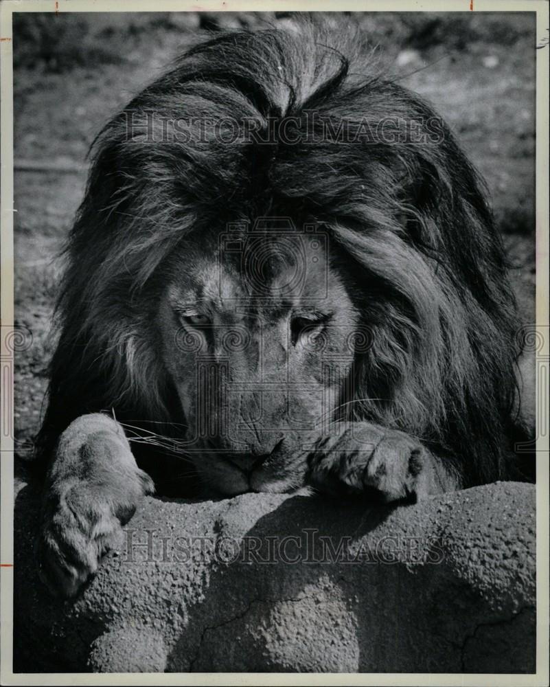 1980 Press Photo Lion Detroit Zoo African - Historic Images