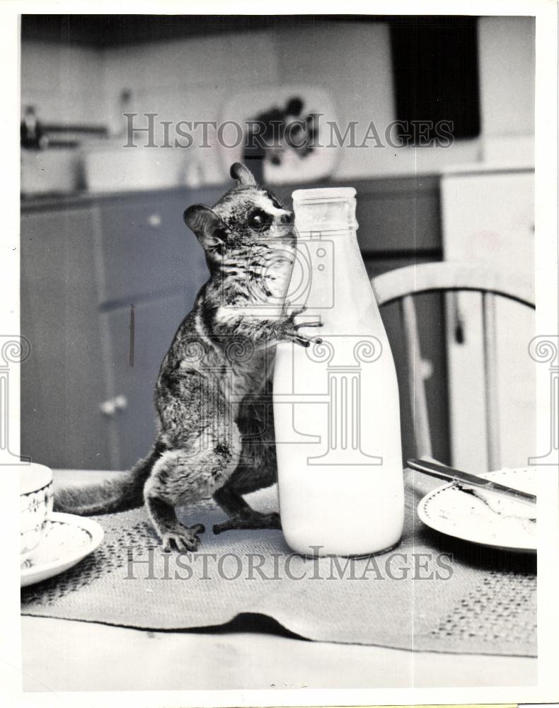 1969 Press Photo lemur bottle London &quot;Bush Babies&quot; film - Historic Images