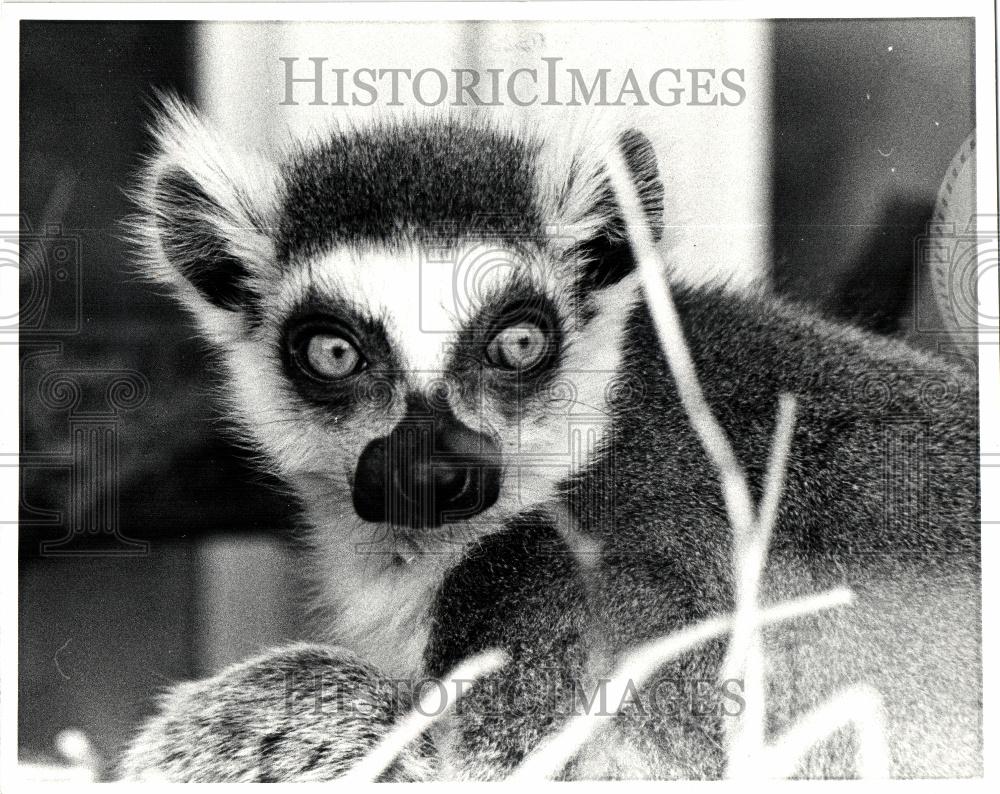 1982 Press Photo Lemur Primate Madagascar - Historic Images