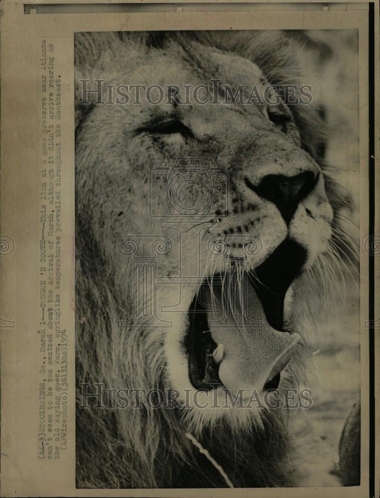 1974 Press Photo Lions Game Preserve Atlanta - Historic Images