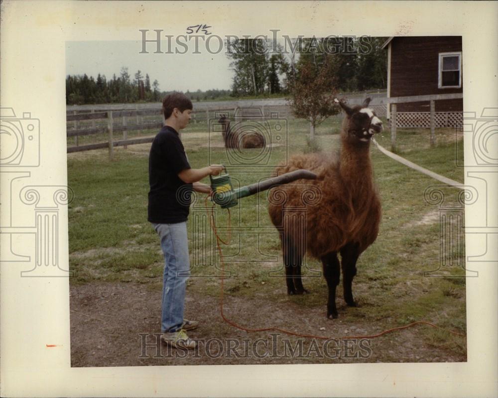 Press Photo llama Drying Leafer Blower - Historic Images