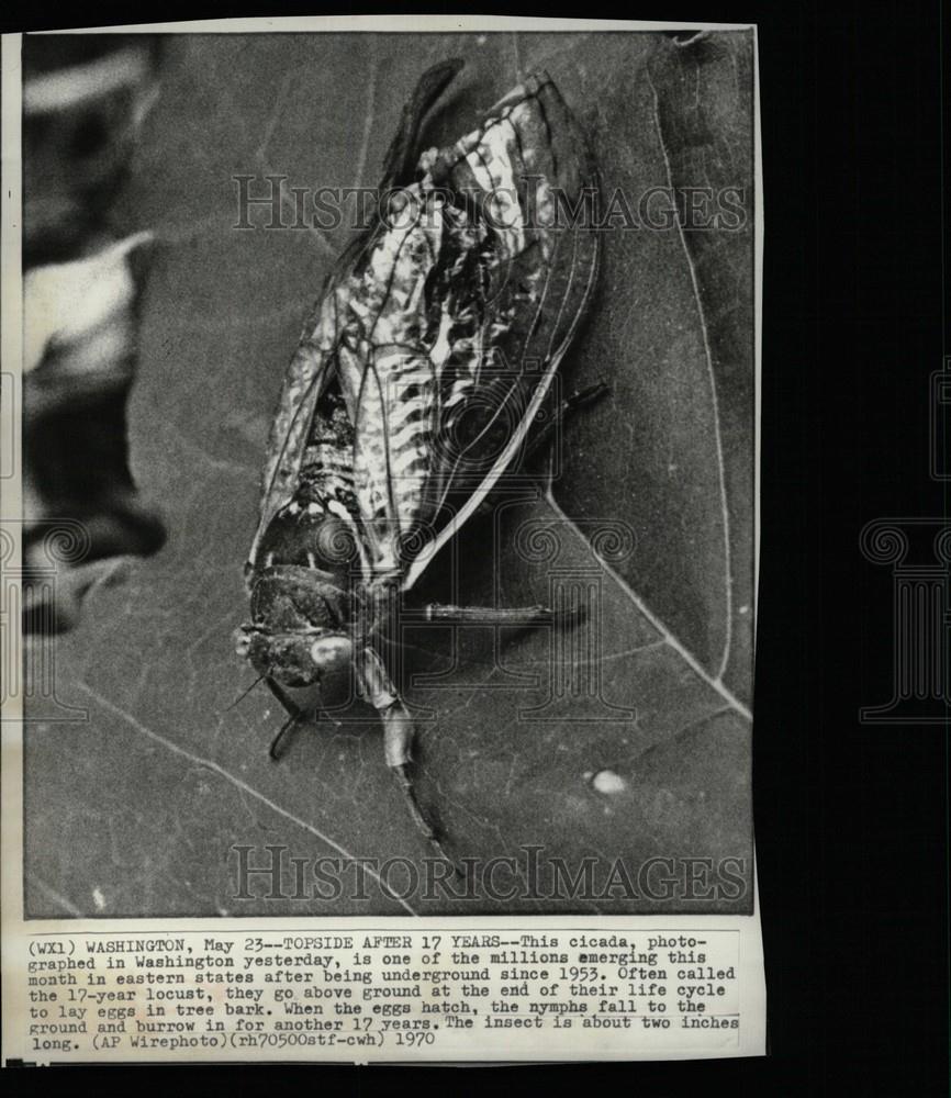 1970 Press Photo cicada Washington eastern states - Historic Images