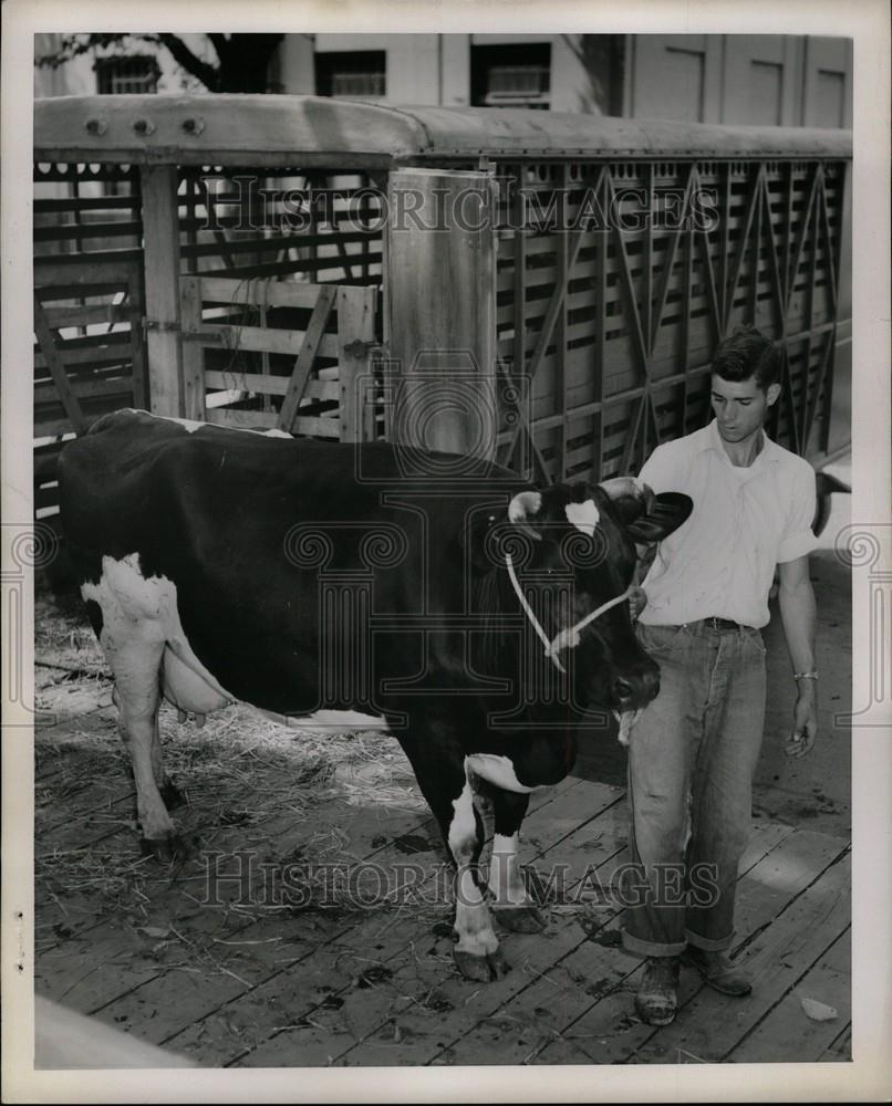 1951 Press Photo Louis Faust Holstein Michigan Fair - Historic Images