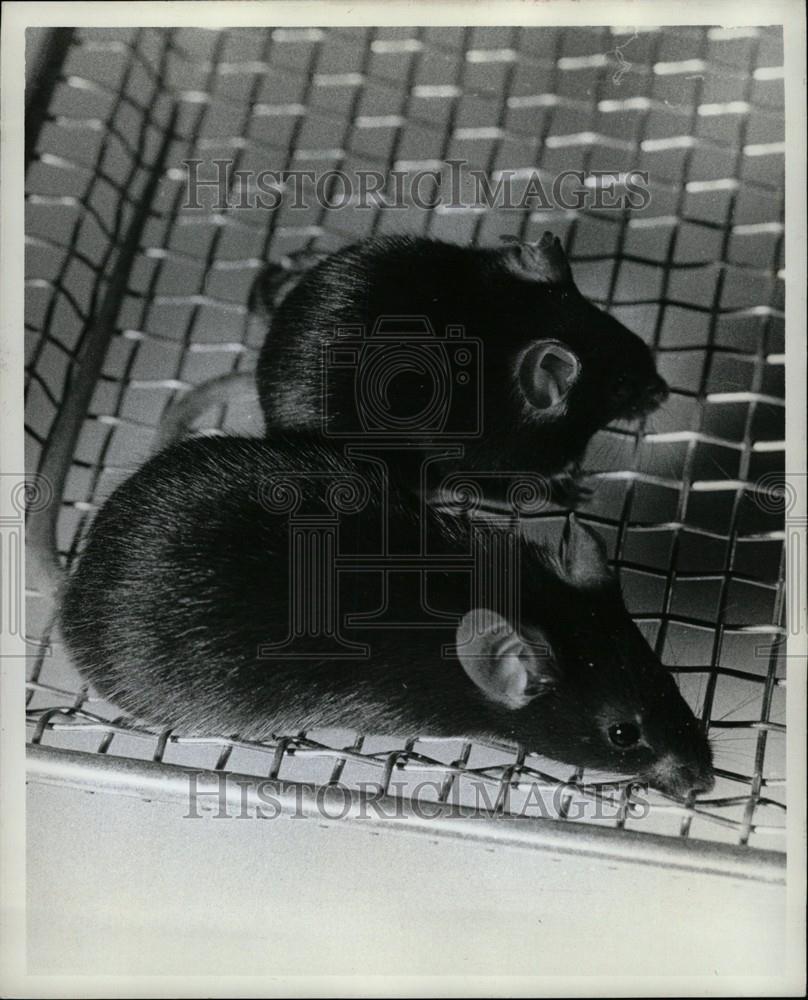 1980 Press Photo Mice small mammal - Historic Images