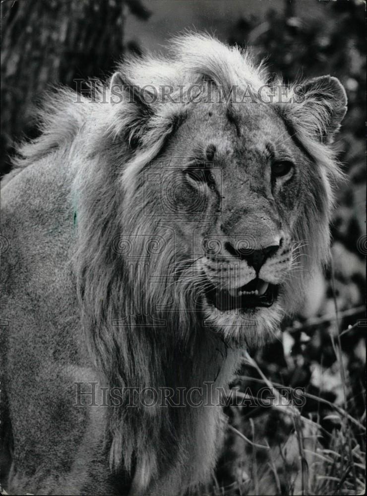 1980 Press Photo Lion Safari Shot - Historic Images