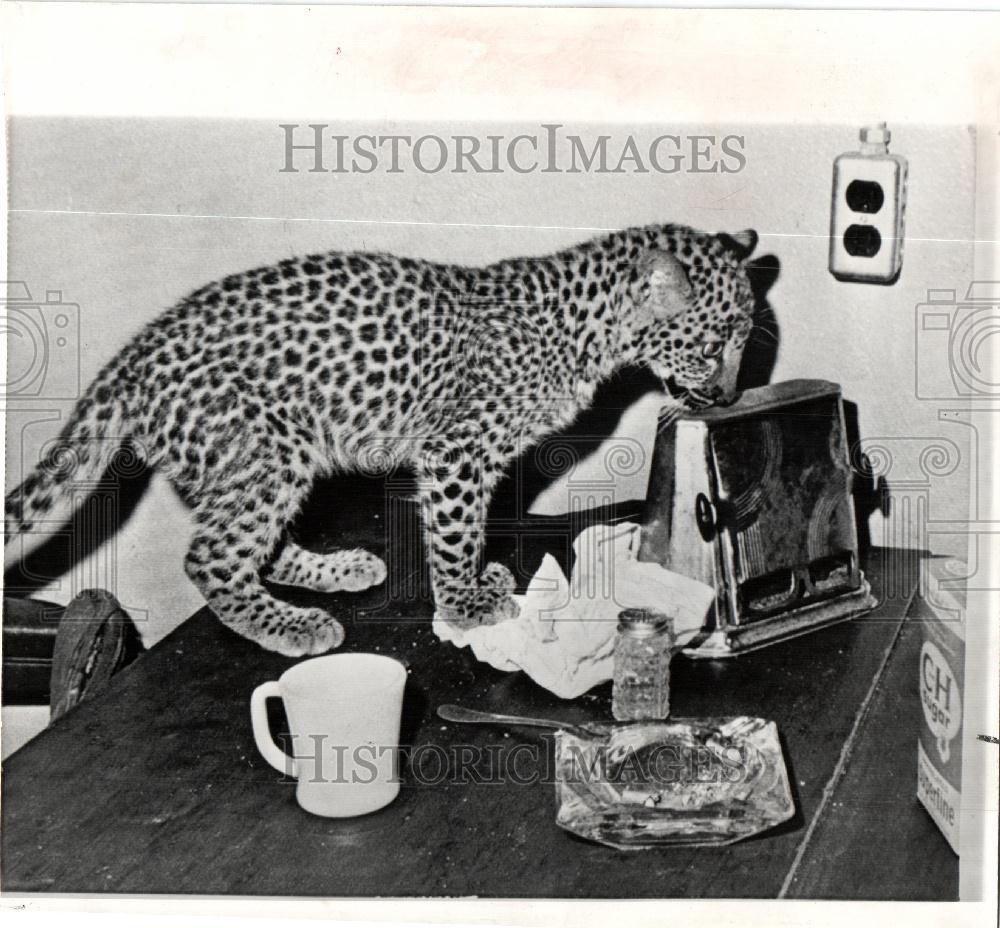 1965 Press Photo Leopard Como Park Zoo - Historic Images