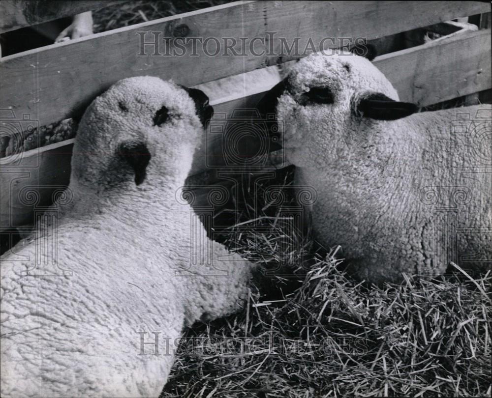 1963 Press Photo Sheepish entrants livestock contest - Historic Images