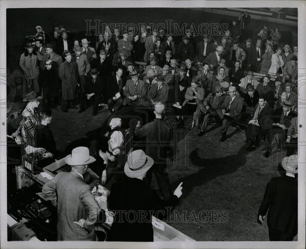 1951 Press Photo Livestock shows crowd animals - Historic Images