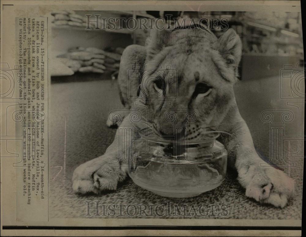 1975 Press Photo African Lion Muffin Lewisville Texas - Historic Images