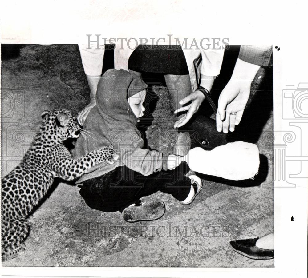 1965 Press Photo Mark Herrick Leopard Cub St Paul - Historic Images