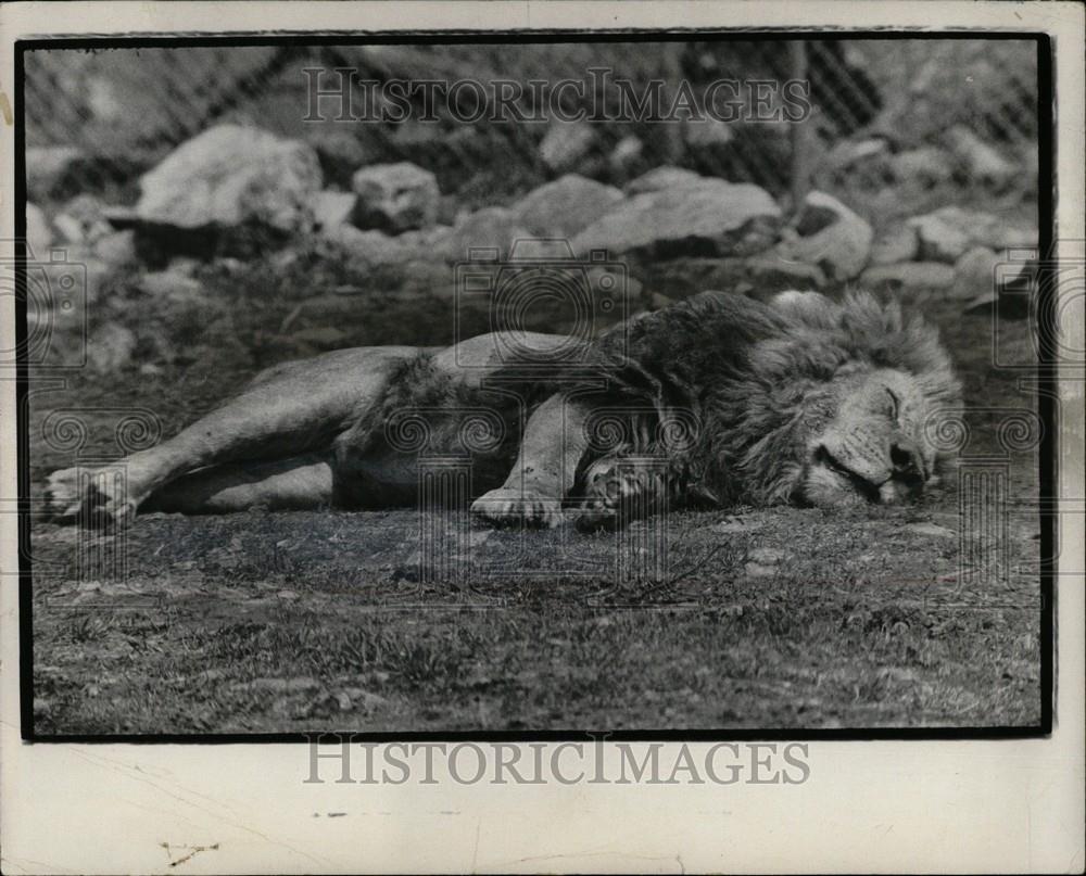 1971 Press Photo Lions cat animal Asia Africa - Historic Images