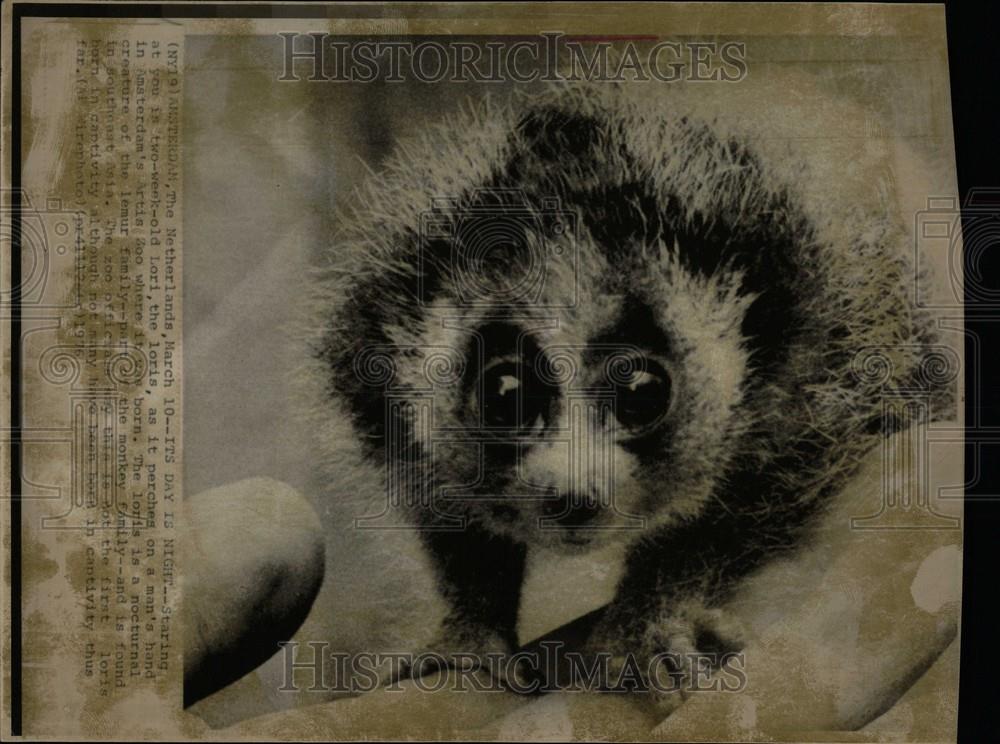 1976 Press Photo Netherlands Loris nocturnal  Lemur - Historic Images