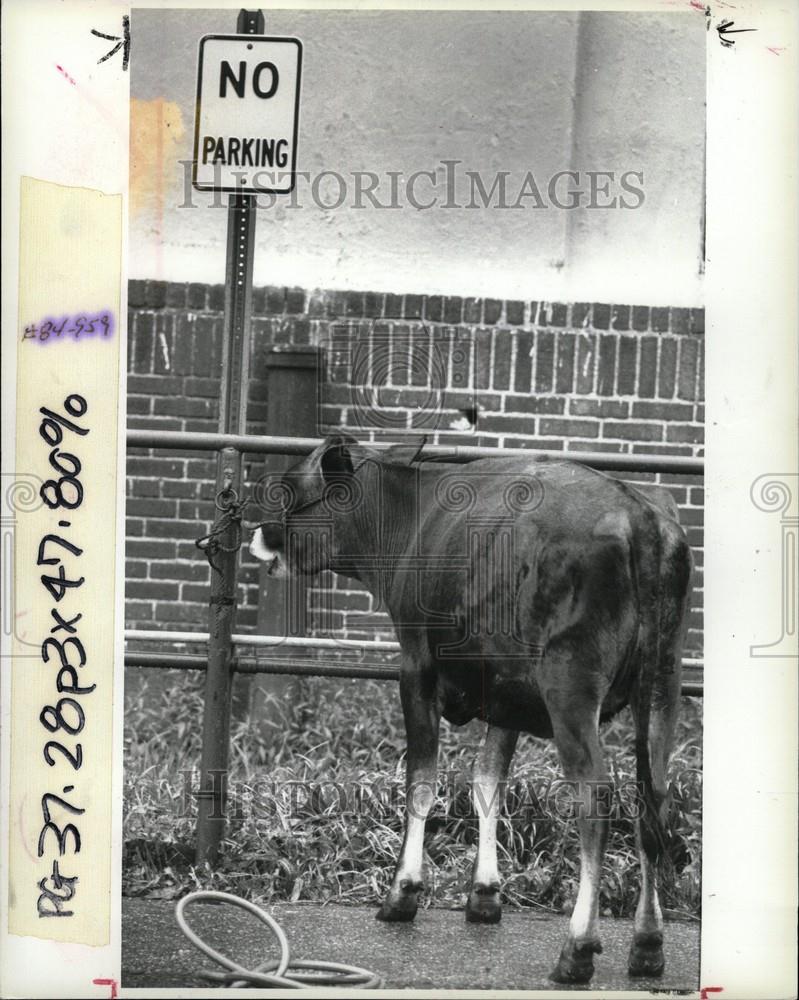 1992 Press Photo Michigan State Fair Cow Parking - Historic Images