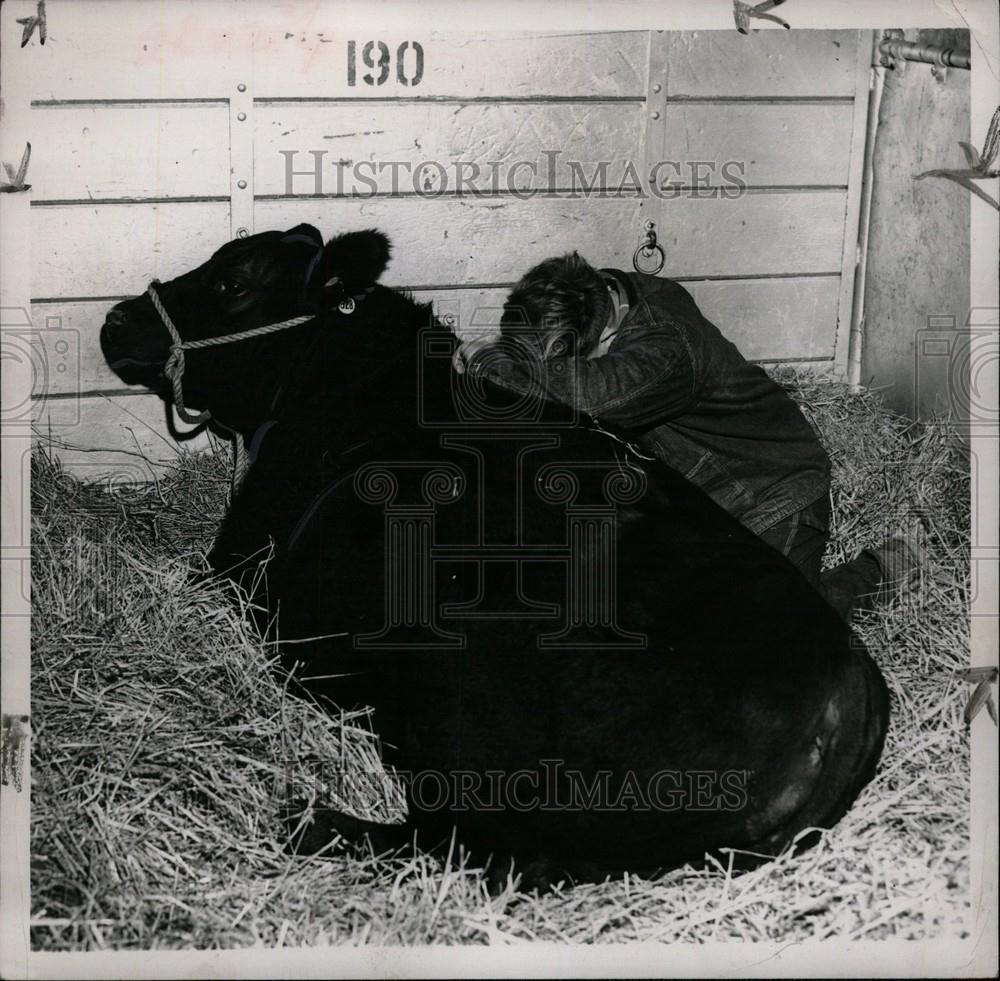 1952 Press Photo Livestock Shows - Historic Images