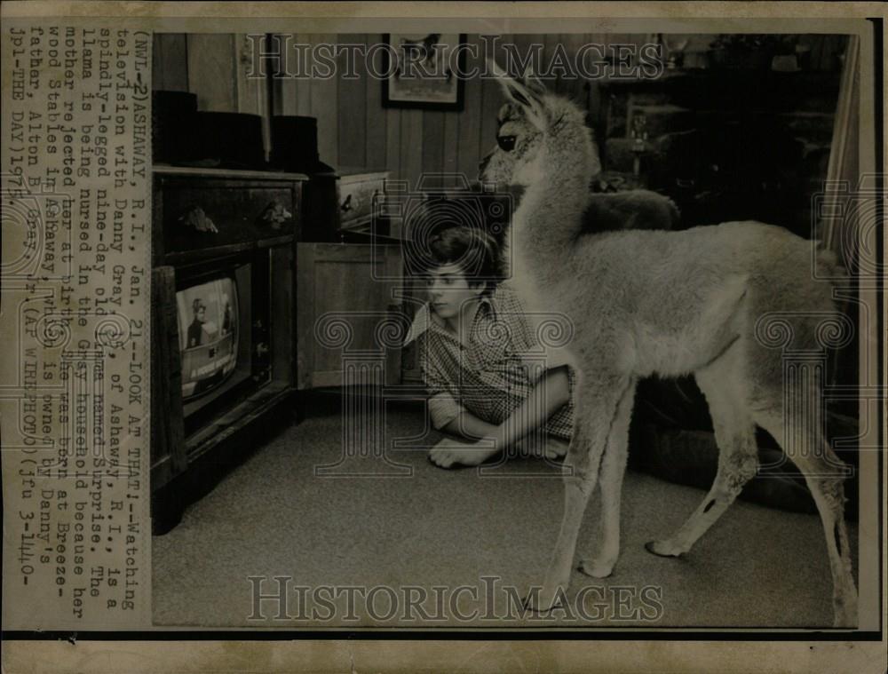 1975 Press Photo Danny Gray llama Ashaway Rhode Island - Historic Images