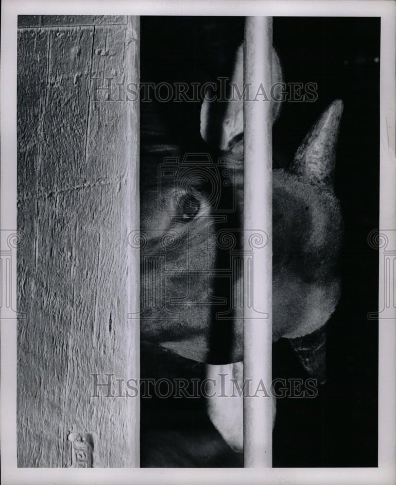 1954 Press Photo cow - Historic Images