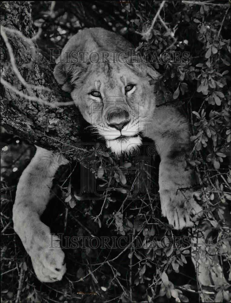 1967 Press Photo Kruger Nation Park Lion - Historic Images