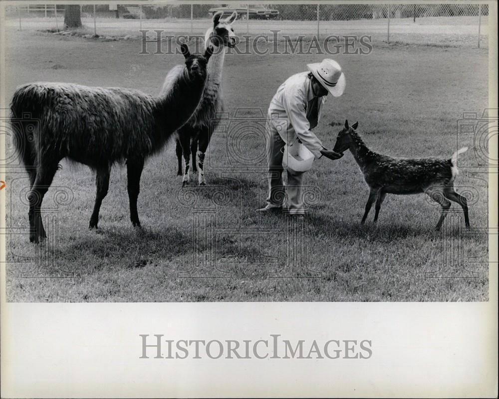 Press Photo Llamas Deer - Historic Images