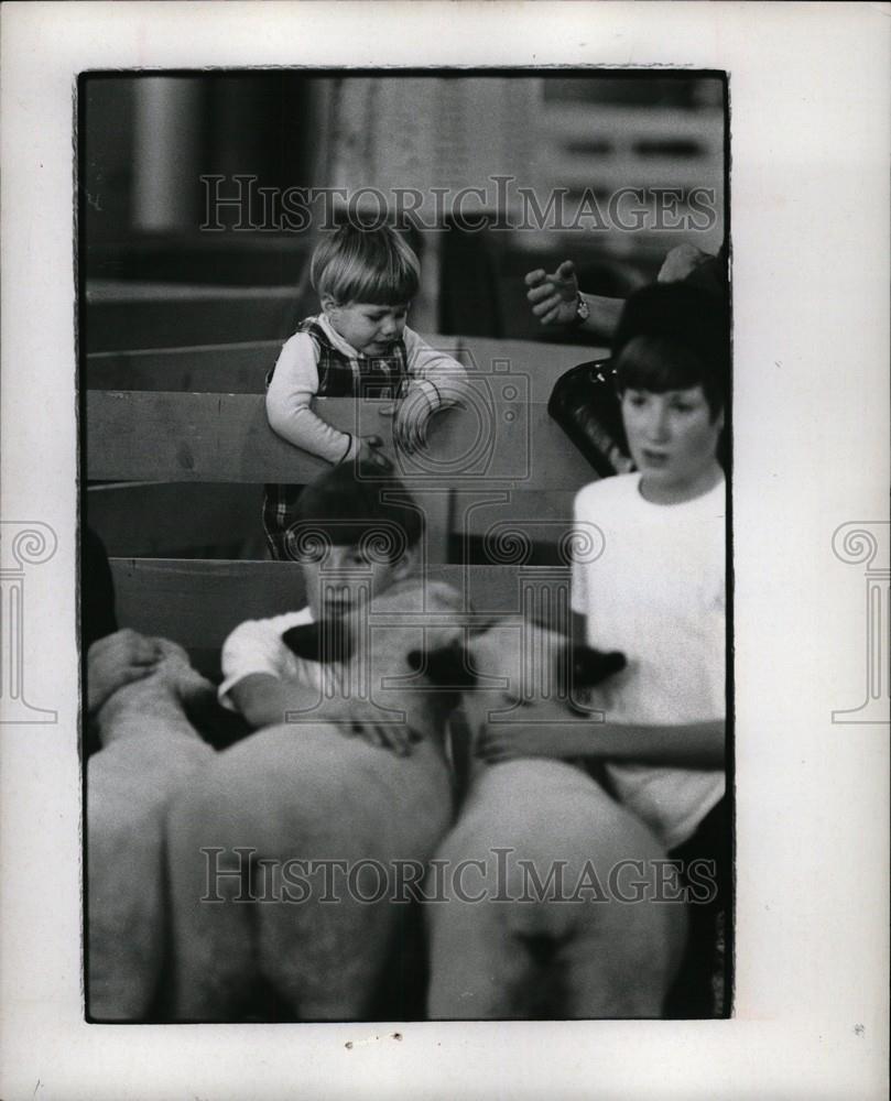 1970 Press Photo Livestock show livestock phenotypical - Historic Images