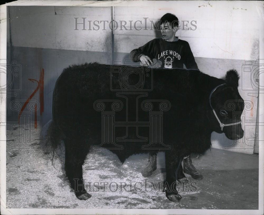 1963 Press Photo Live Stock Show Dennis O&#39;mara Odessa - Historic Images