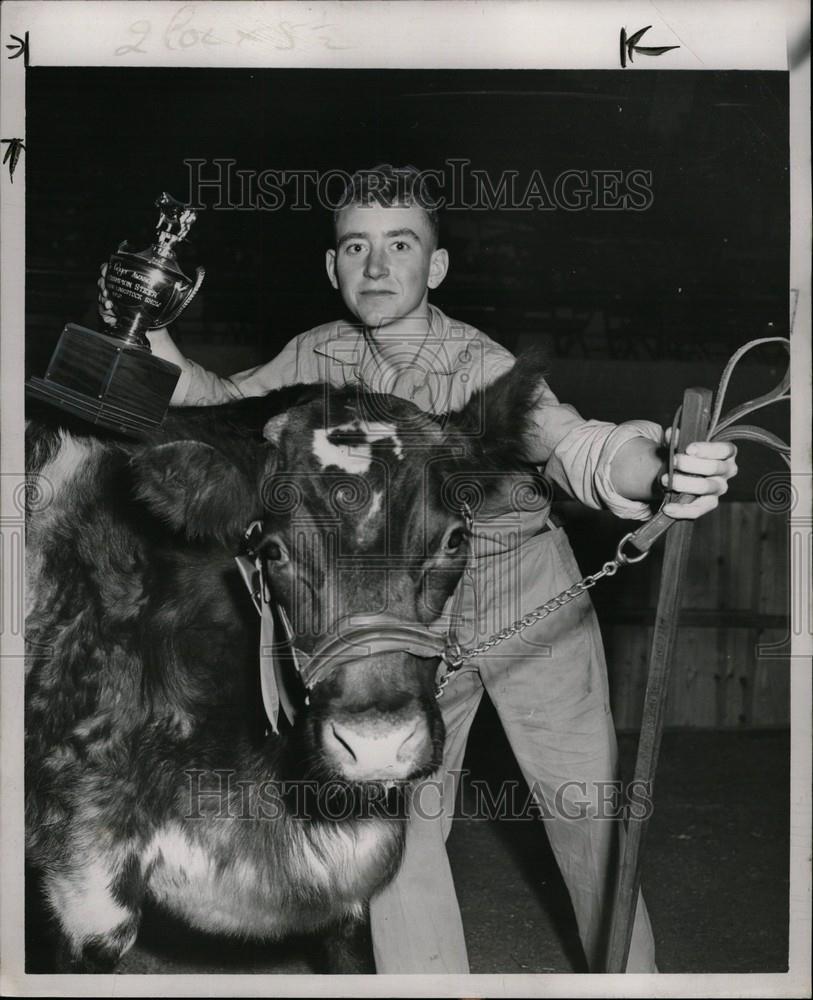 1952 Press Photo steer cow livestock show cattle - Historic Images